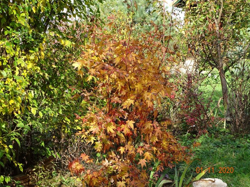 acer palm. Asahi-Zuru - Dobarland 2020 6