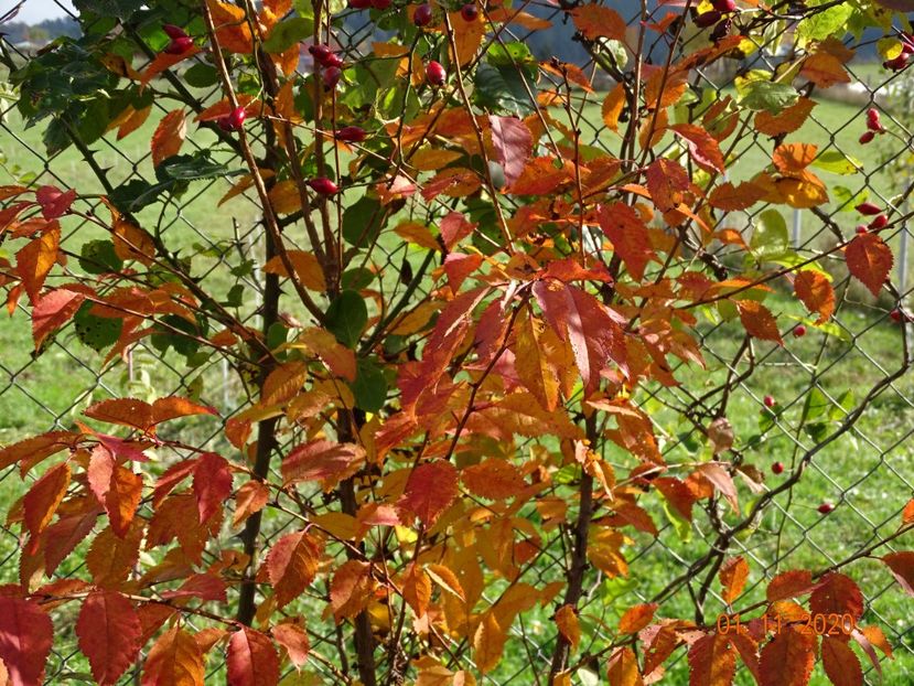 prunus kurilensis Ruby - Dobarland 2020 6