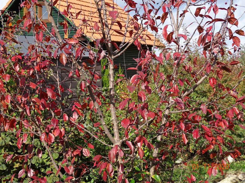 malus Royalty - Dobarland 2020 6