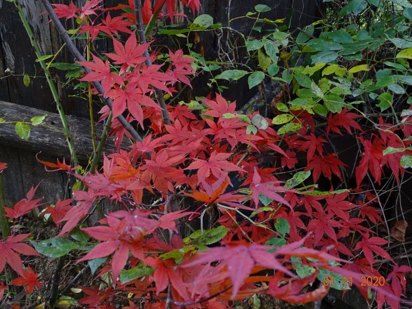 acer palmatum Atropurpureum - Dobarland 2020 6