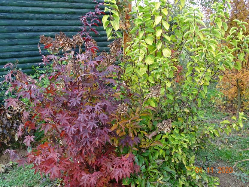 acer palmatum Trompenburg - Dobarland 2020 6