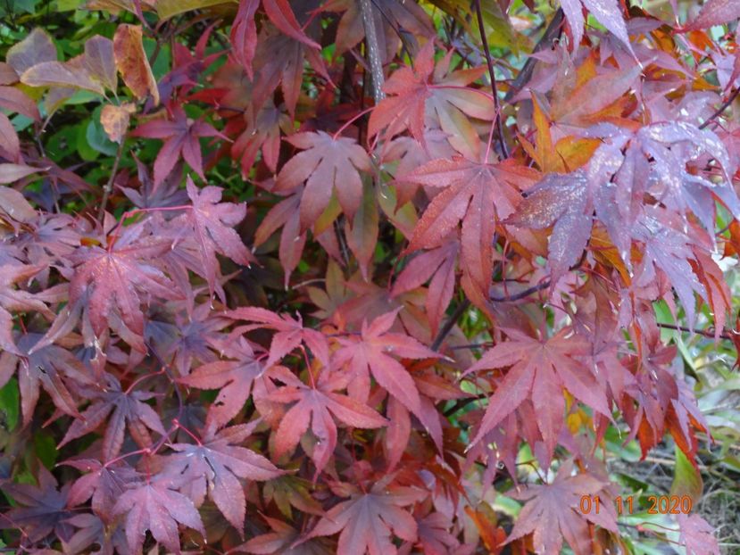 acer palmatum Trompenburg - Dobarland 2020 6