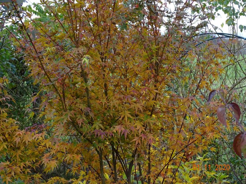 acer palmatum - Dobarland 2020 6