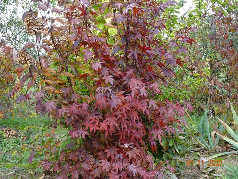 acer palmatum Trompenburg - Dobarland 2020 6