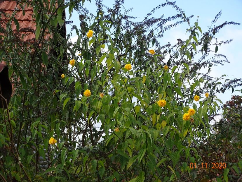 kerria japonica - Dobarland 2020 6