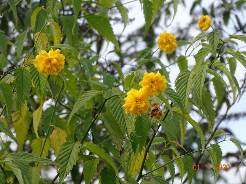 kerria japonica - Dobarland 2020 6