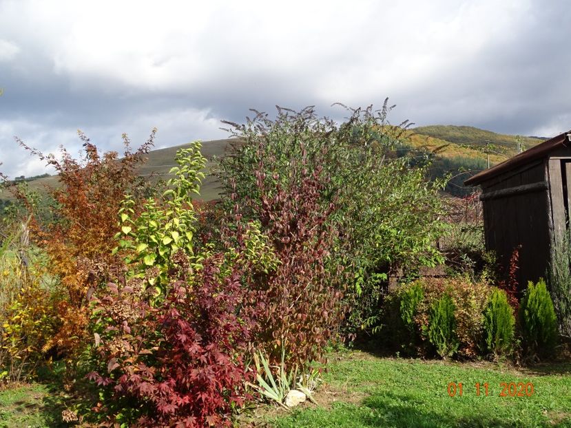 acer palmatum Trompenburg, acer palmatum - Dobarland 2020 6