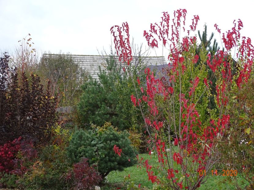 acer tataricum - Dobarland 2020 6