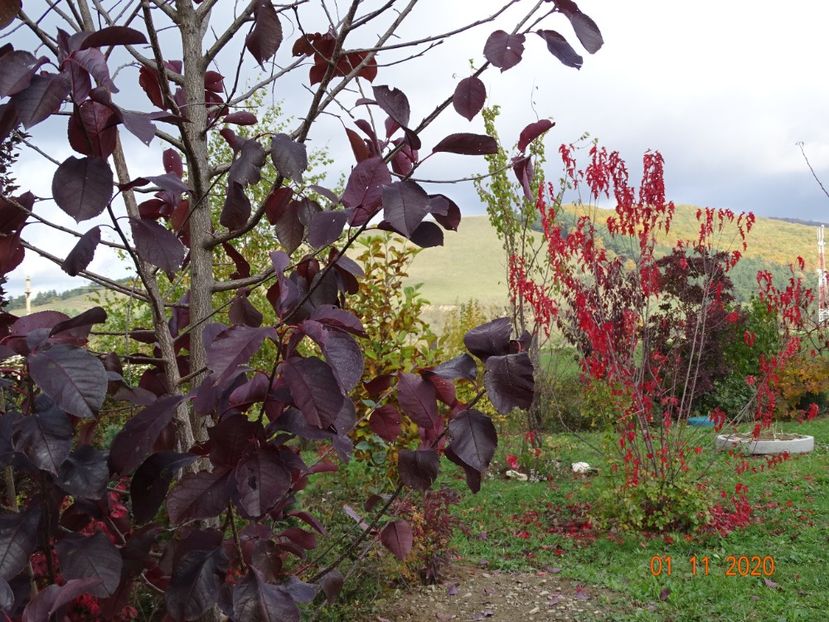 prunus virginiana Schubert - Dobarland 2020 6