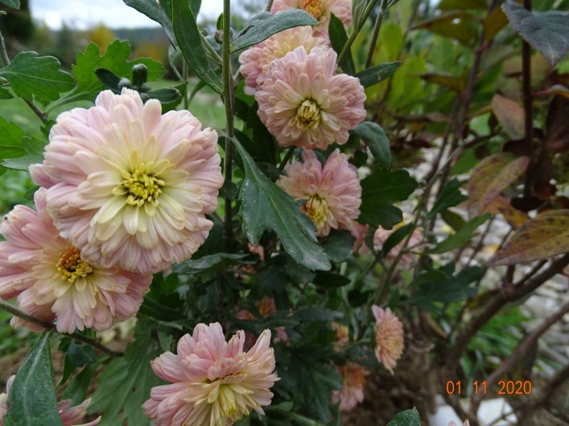 tufanele somon - Dobarland 2020 6