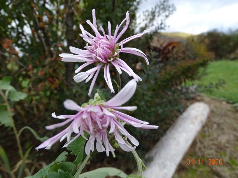 tufanele roz ciufulite - Dobarland 2020 6