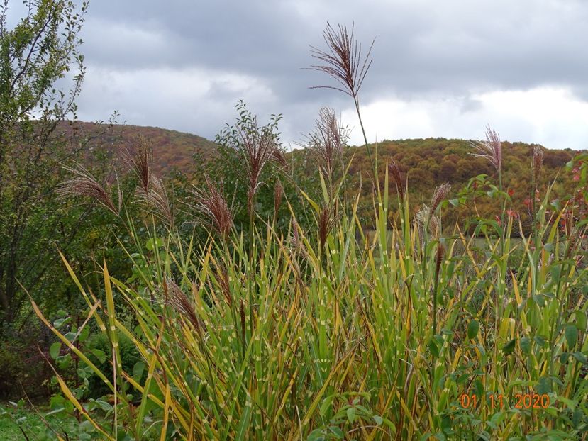 miscanthus sinensis Zebrinus - Dobarland 2020 6