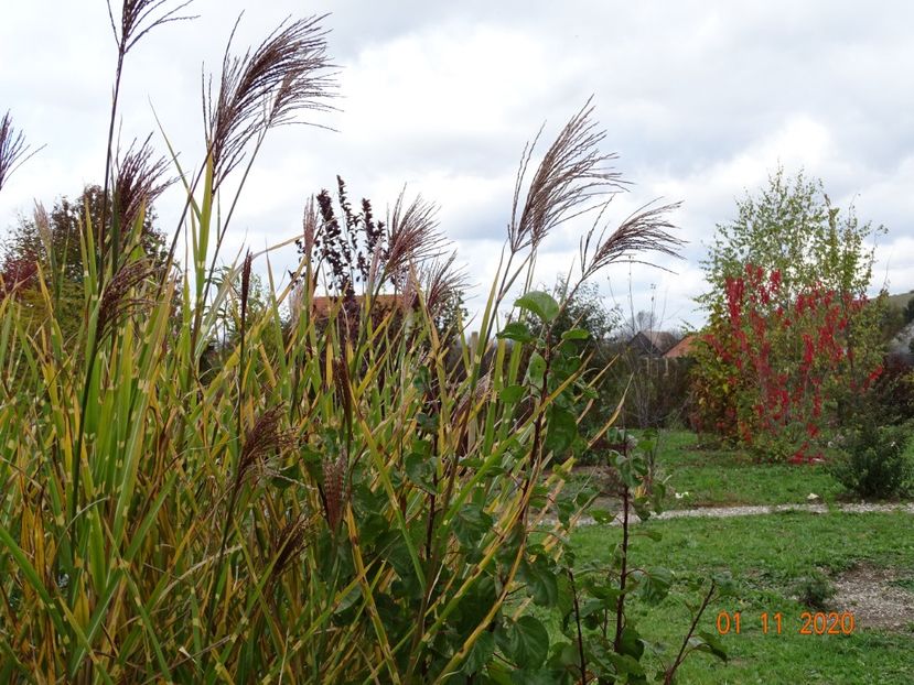 miscanthus sinensis Zebrinus - Dobarland 2020 6