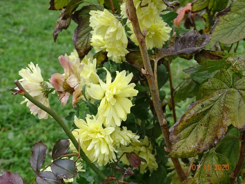 tufanele galben deschis - Dobarland 2020 6