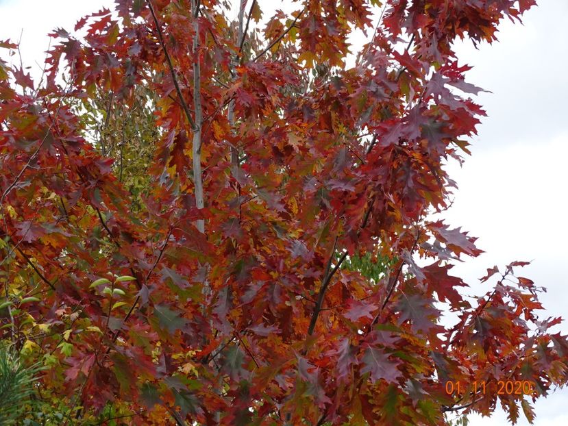 quercus rubra - Dobarland 2020 6