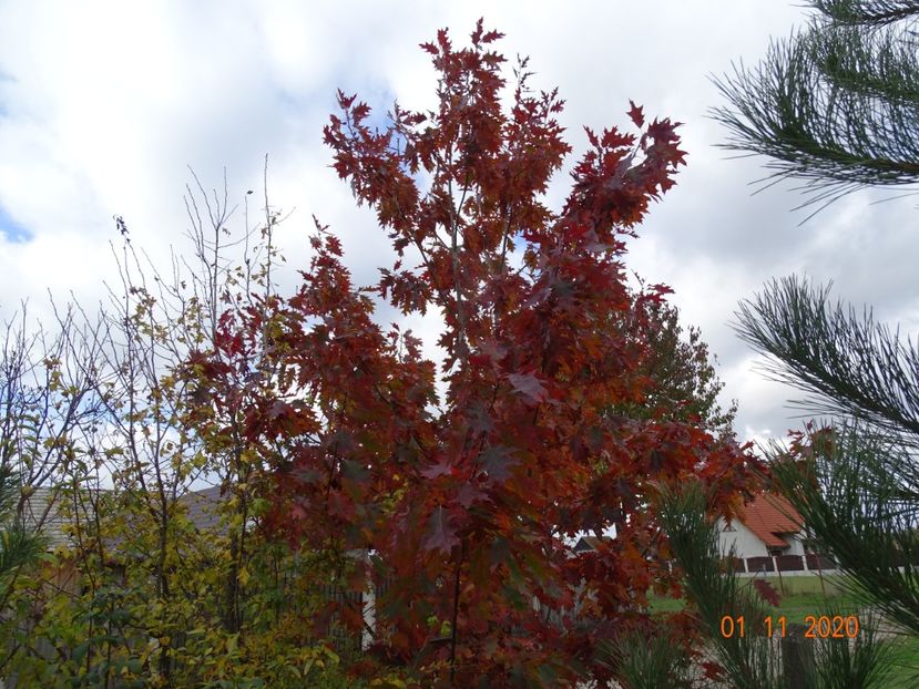 quercus rubra - Dobarland 2020 6