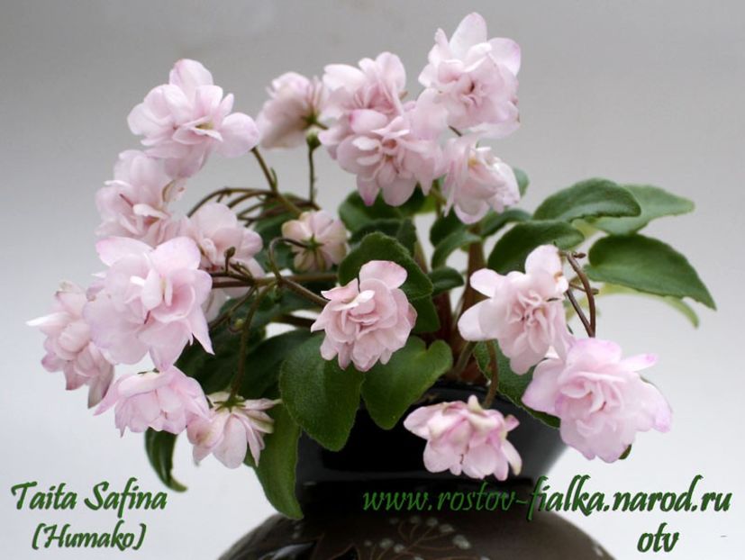 TAITA SAFINA trail - A a a a