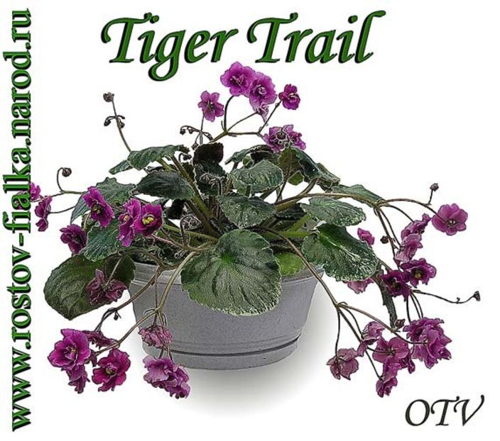 TIGER TRAIL - A a a a