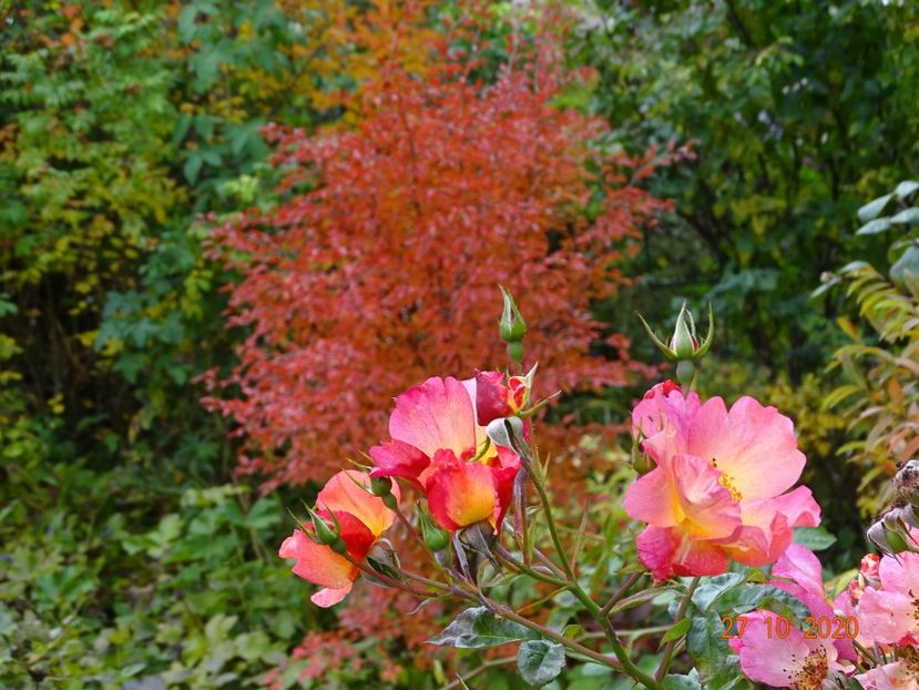  - Copacei si arbusti 2020