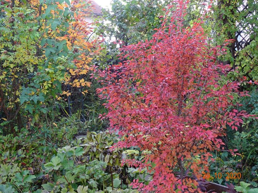  - Copacei si arbusti 2020