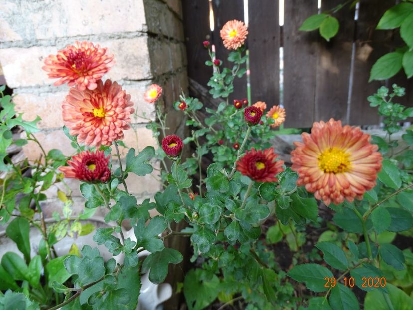 chrysanthemum Herbst Brokat - Toamna 2020
