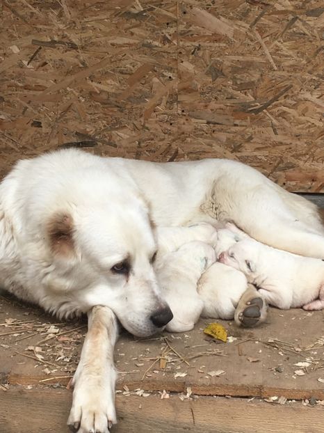 2ABDA62F-DC78-45A5-8D3A-9FA9CE456C61 - Masha