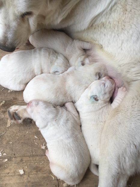 34527D31-201D-4B8B-B019-4A54FC74AC20 - Masha