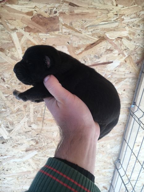 A26B6DC0-4EF8-4E8B-B7B8-8249930FEF6E - Afeona