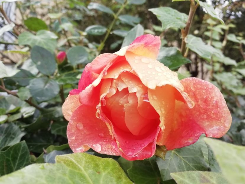 30.10.2020 Lady of Shallot - Grădina 2020 continuare 2