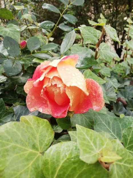  - Grădina 2020 continuare 2