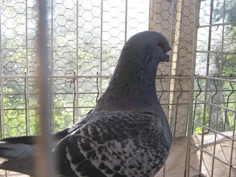 M - Perechi pentru 2021