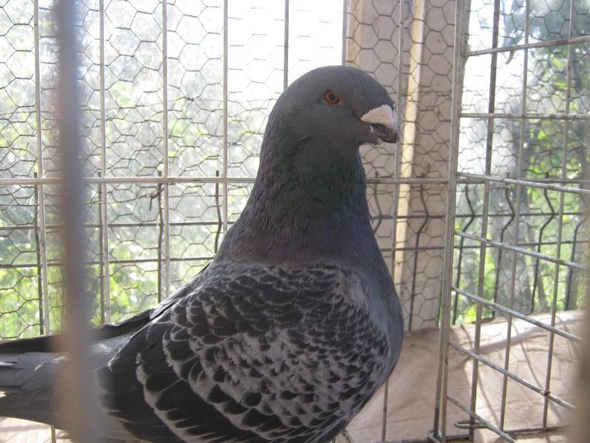  - Perechi pentru 2021