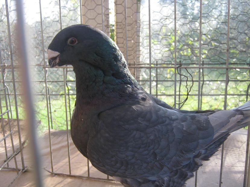 F - Perechi pentru 2021