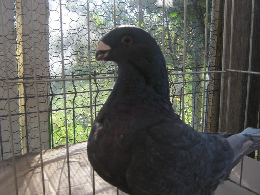  - Perechi pentru 2021