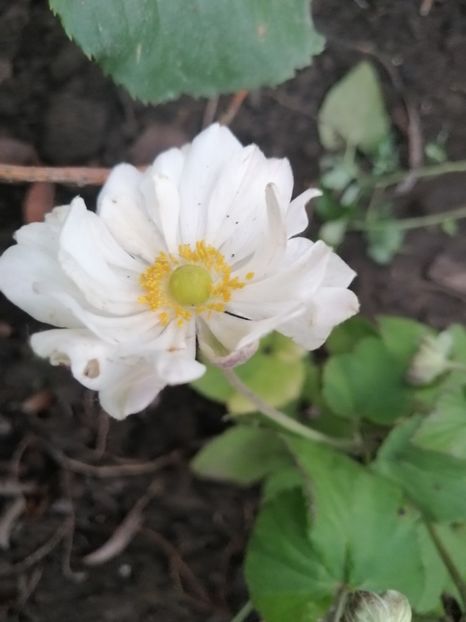  - Anemone Japoneze