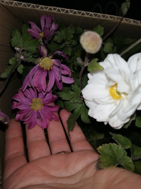  - Anemone Japoneze