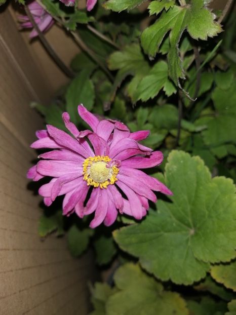  - Anemone Japoneze