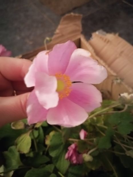  - Anemone Japoneze