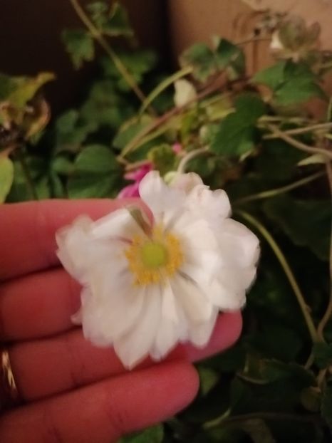  - Anemone Japoneze