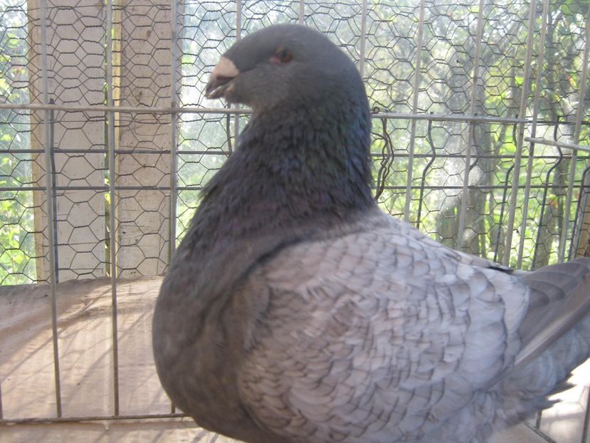 F - Perechi pentru 2021