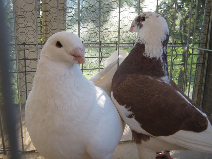  - Perechi pentru 2021