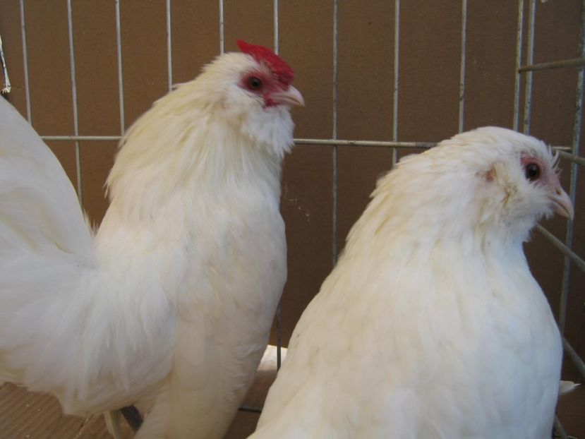  - XX-Gainuse - BARBOASE DE ANVER