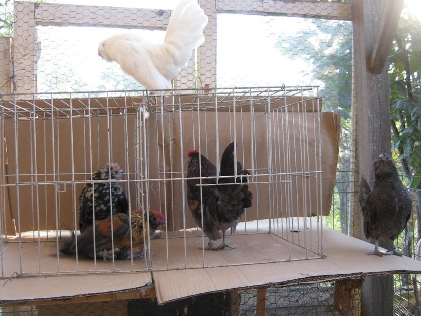  - XX-Gainuse - BARBOASE DE ANVER