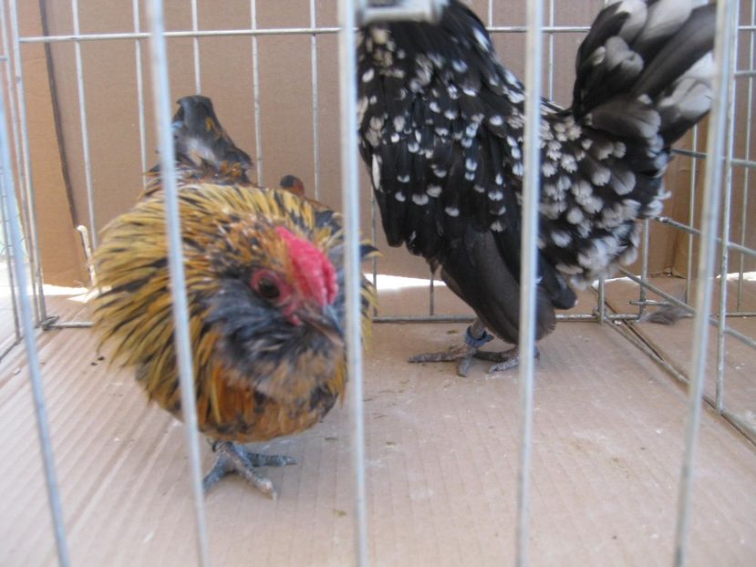  - XX-Gainuse - BARBOASE DE ANVER