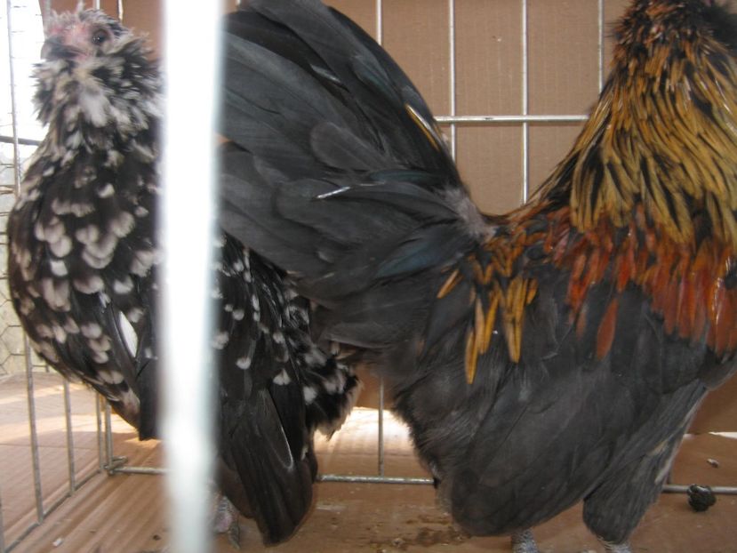  - XX-Gainuse - BARBOASE DE ANVER