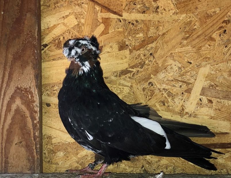  - culoare deosebită 2