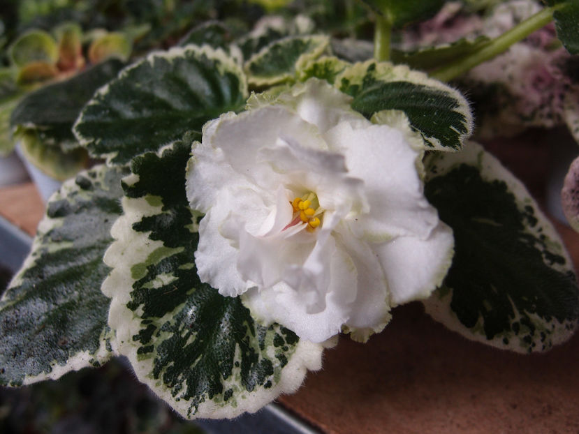 Cool Mint - a a Ghiceste varietatea 2020
