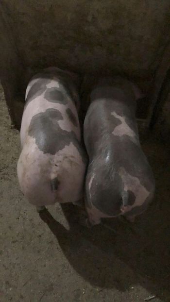  - purcei de rasa Pietrain Landrace si Duroc pur