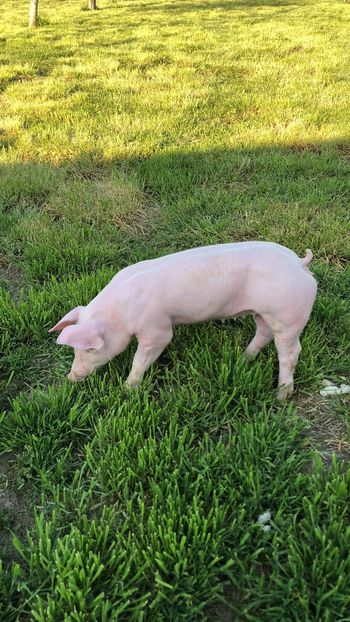  - purcei de rasa Pietrain Landrace si Duroc pur