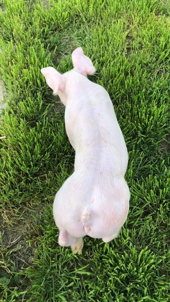  - purcei de rasa Pietrain Landrace si Duroc pur